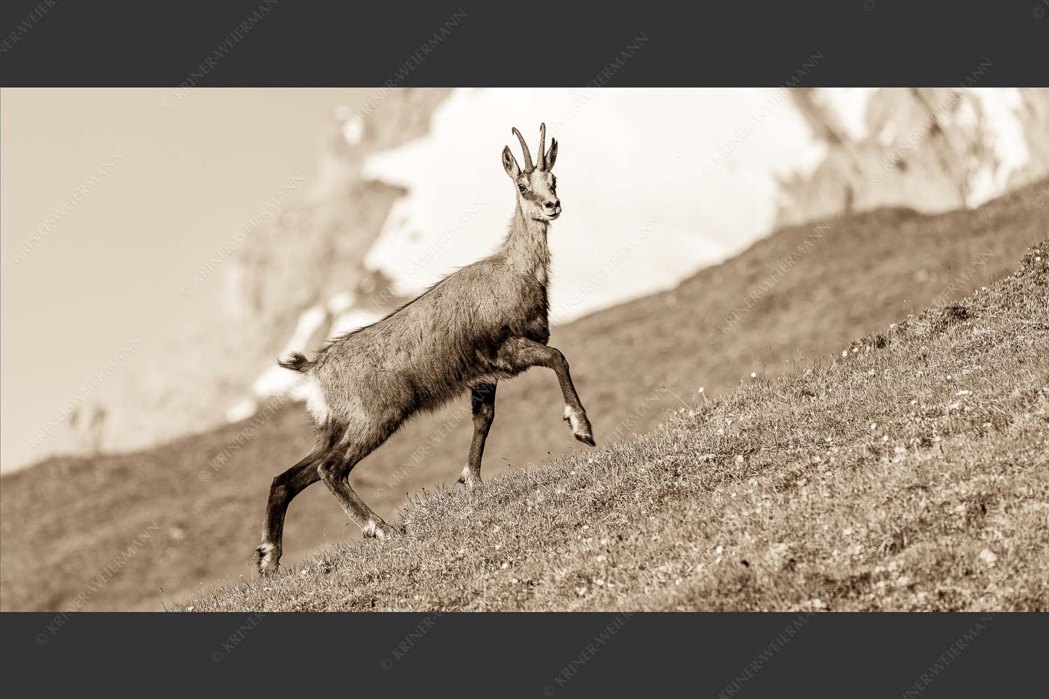 Gams auf Frühlingswiesen im Karwendelgebirge - Im leichten Trab 2:1 sepia -- Gams im Karwendel - mehr Infos bei www.Kriner-Weiermann.de
