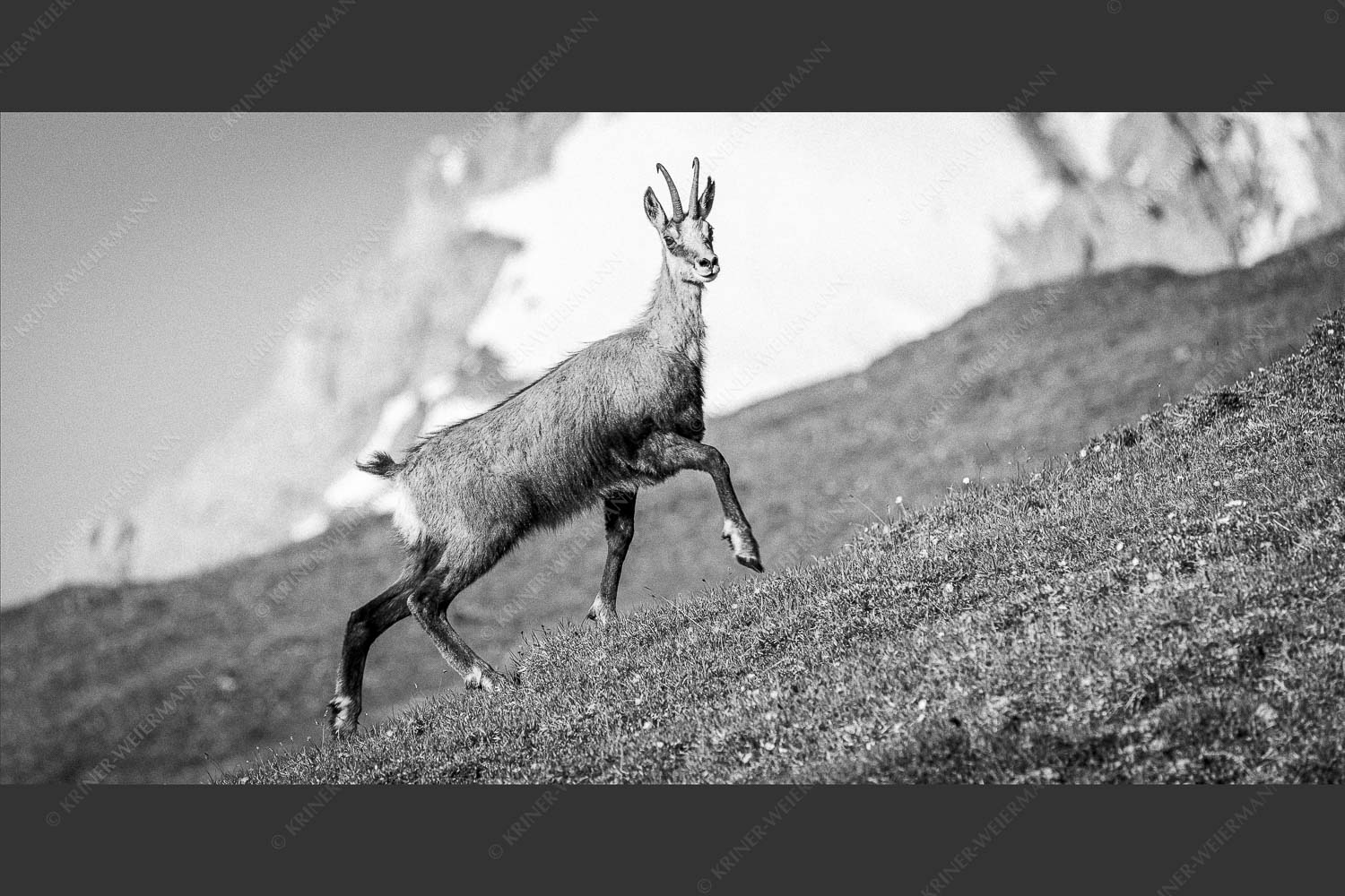 Gams auf Frühlingswiesen im Karwendelgebirge - Im leichten Trab 2:1 sw -- Gams im Karwendel - mehr Infos bei www.Kriner-Weiermann.de