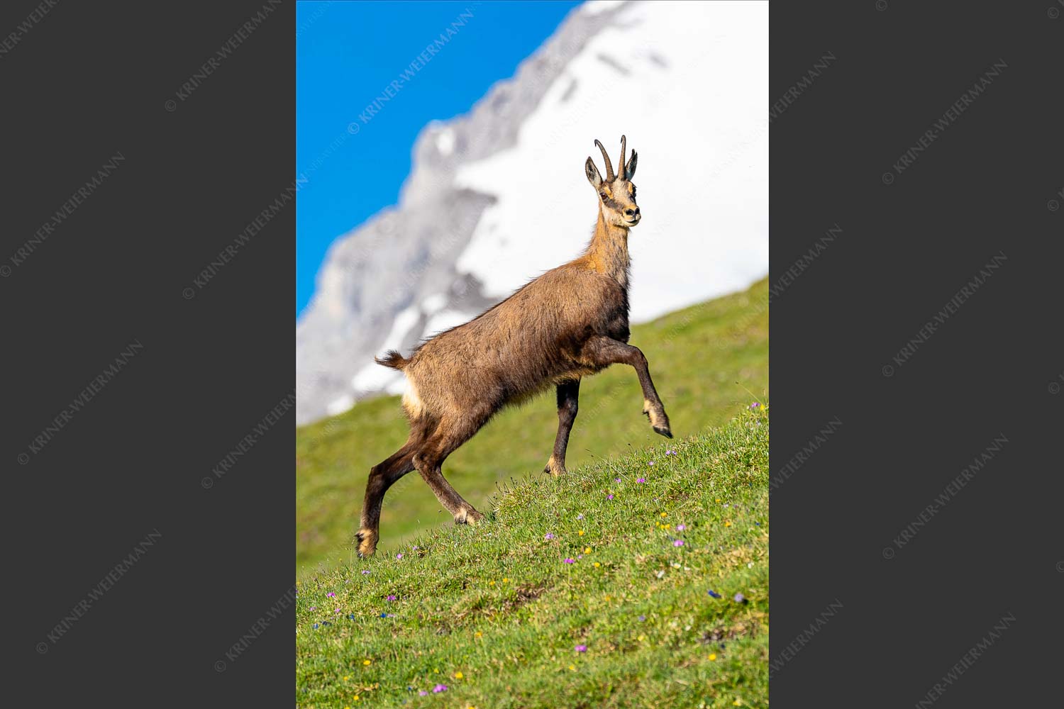 Gams auf Frühlingswiesen im Karwendelgebirge - Im leichten Trab 2:3  -- Gams im Karwendel - mehr Infos bei www.Kriner-Weiermann.de