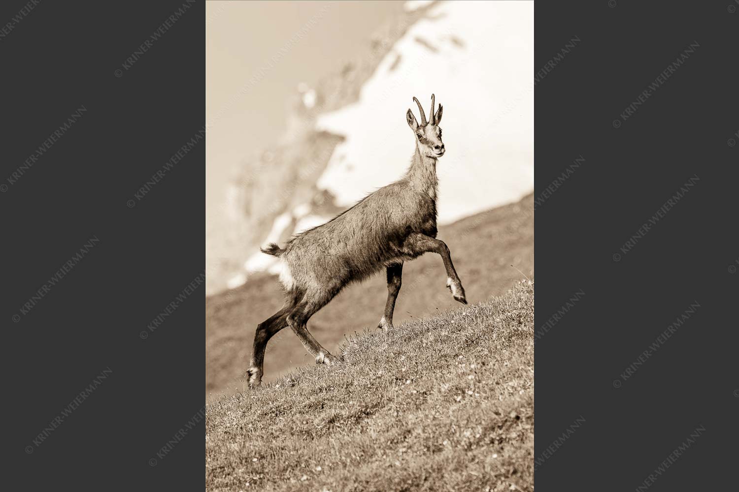 Gams auf Frühlingswiesen im Karwendelgebirge - Im leichten Trab 2:3 sepia -- Gams im Karwendel - mehr Infos bei www.Kriner-Weiermann.de