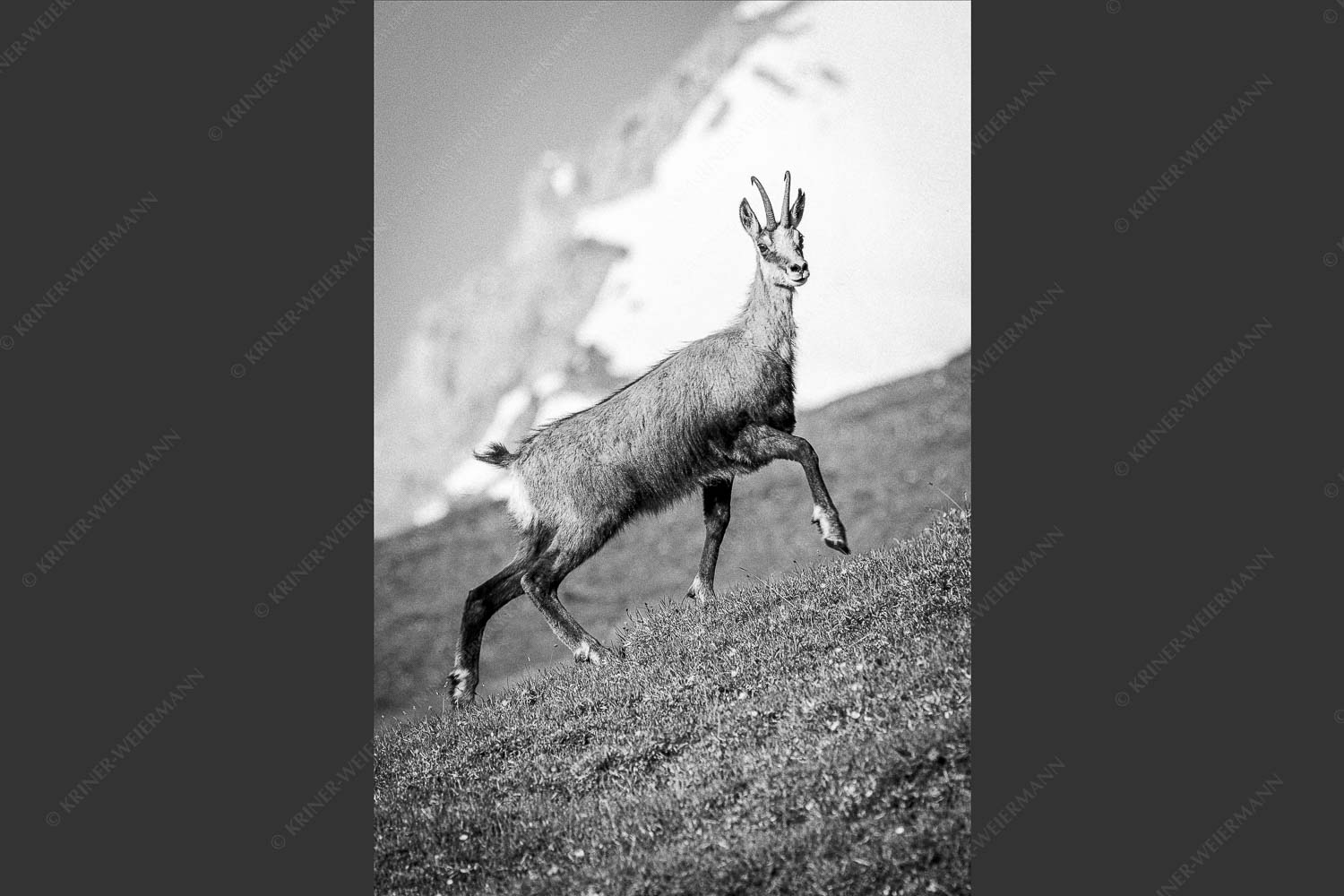 Gams auf Frühlingswiesen im Karwendelgebirge - Im leichten Trab 2:3 sw -- Gams im Karwendel - mehr Infos bei www.Kriner-Weiermann.de
