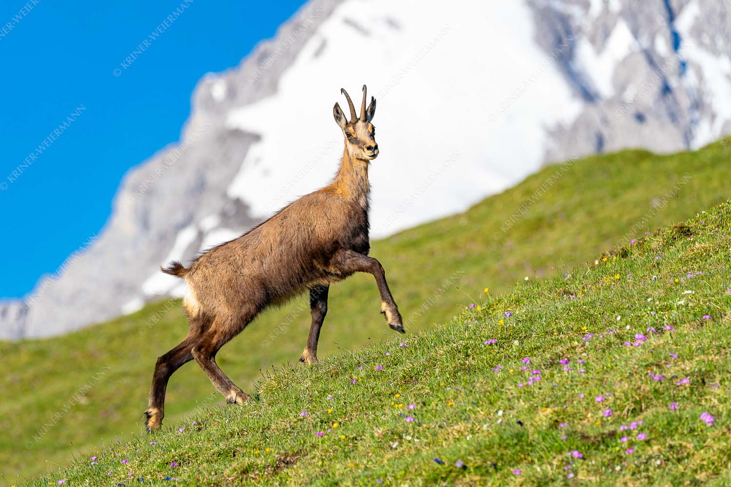 Gams auf Frühlingswiesen im Karwendelgebirge - Im leichten Trab 3:2  -- Gams im Karwendel - mehr Infos bei www.Kriner-Weiermann.de