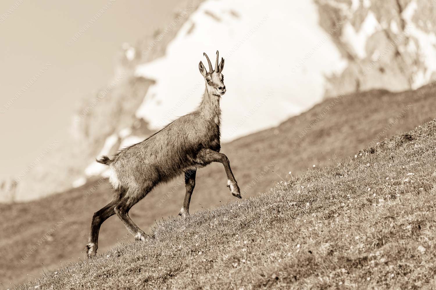 Gams auf Frühlingswiesen im Karwendelgebirge - Im leichten Trab 3:2 sepia -- Gams im Karwendel - mehr Infos bei www.Kriner-Weiermann.de