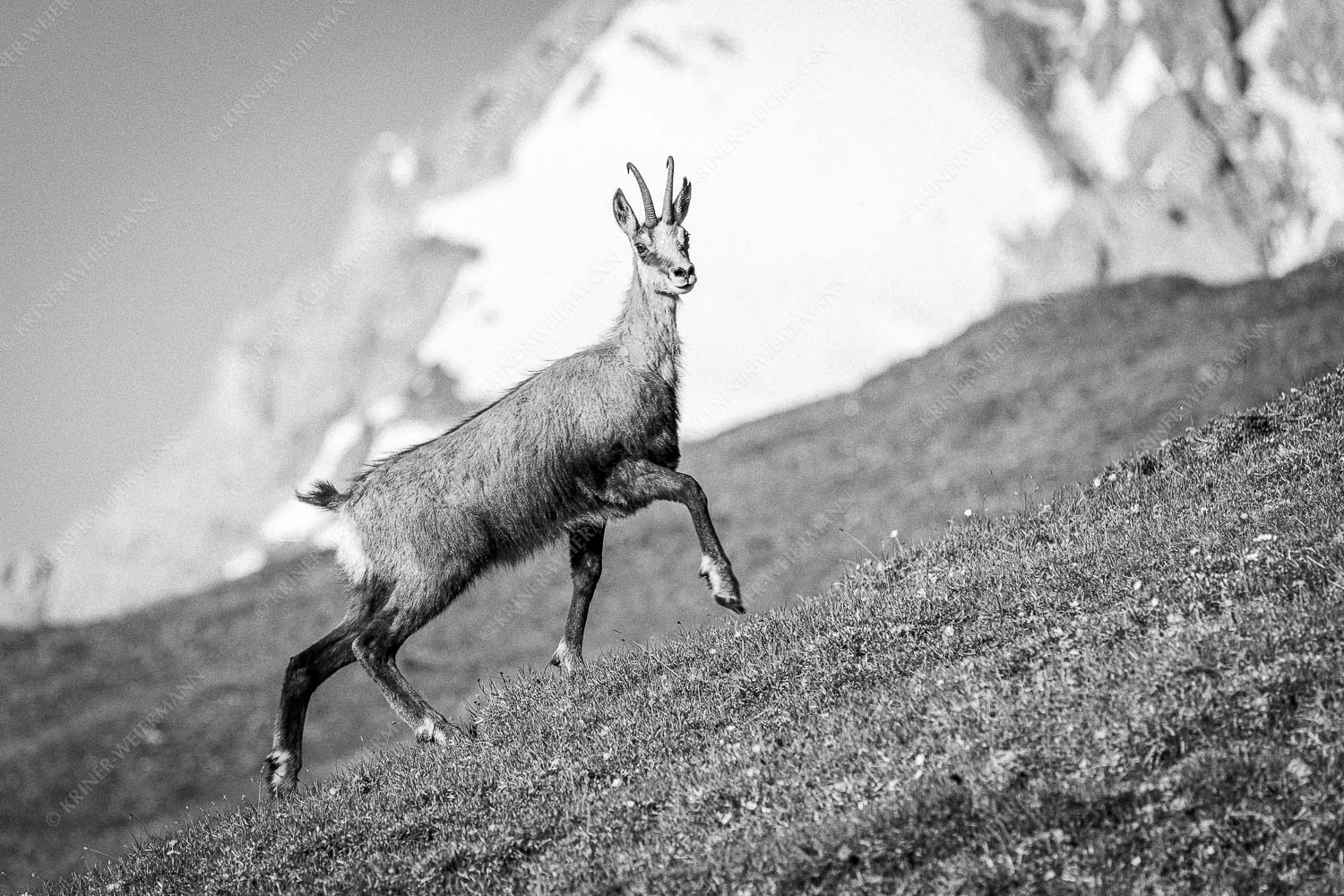 Gams auf Frühlingswiesen im Karwendelgebirge - Im leichten Trab 3:2 sw -- Gams im Karwendel - mehr Infos bei www.Kriner-Weiermann.de