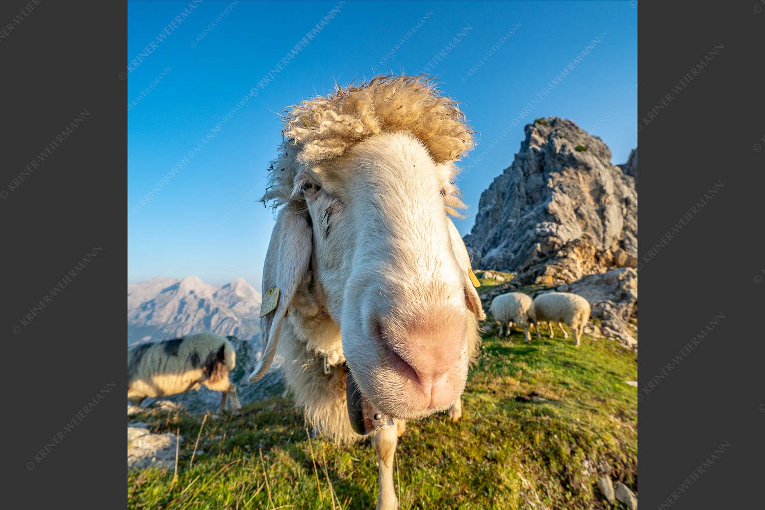 Bergschafe am Schachen - Is wos- 1:1  -- Schaf Portrait - mehr Infos bei www.Kriner-Weiermann.de