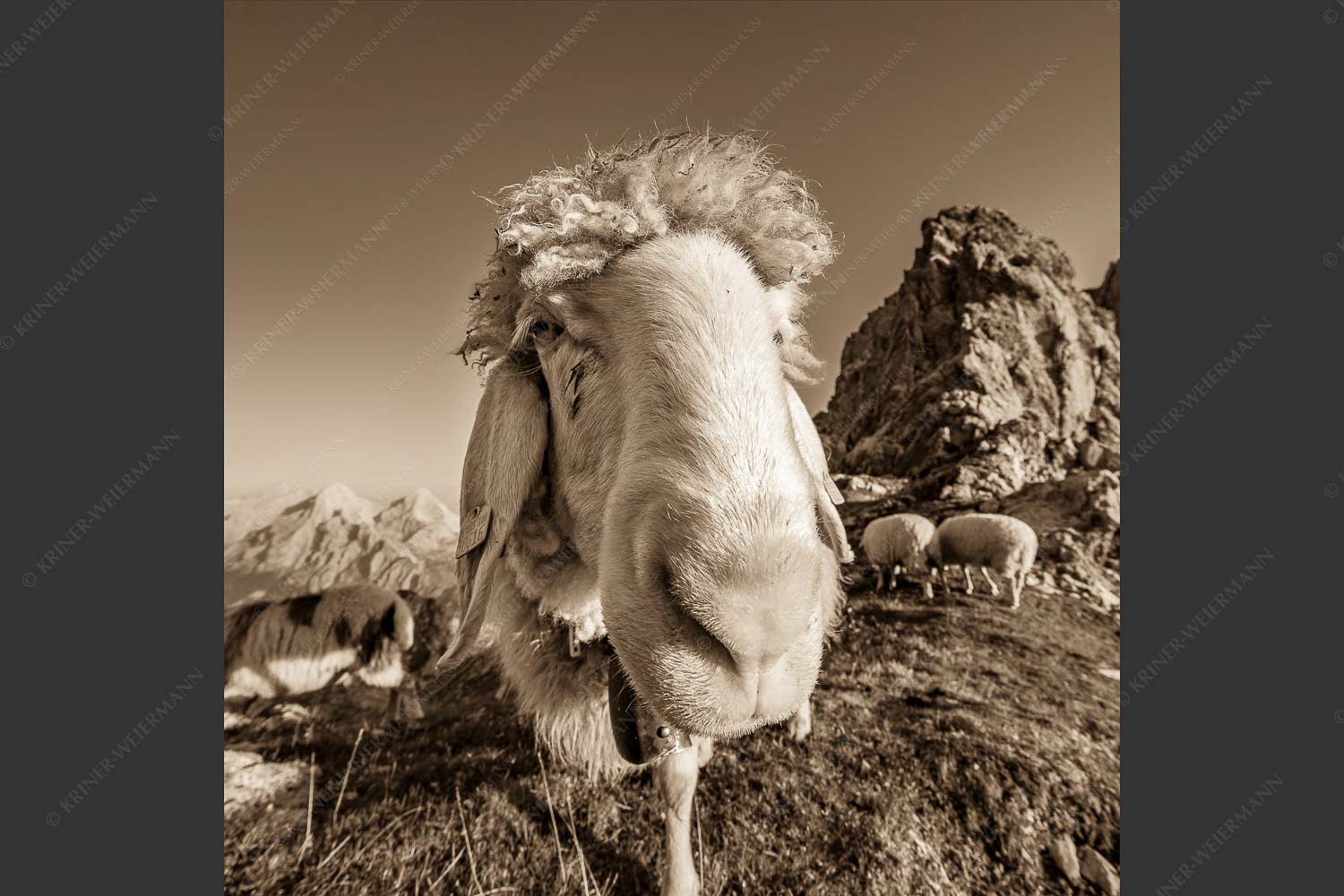 Bergschafe am Schachen - Is wos- 1:1 sepia -- Schaf Portrait - mehr Infos bei www.Kriner-Weiermann.de