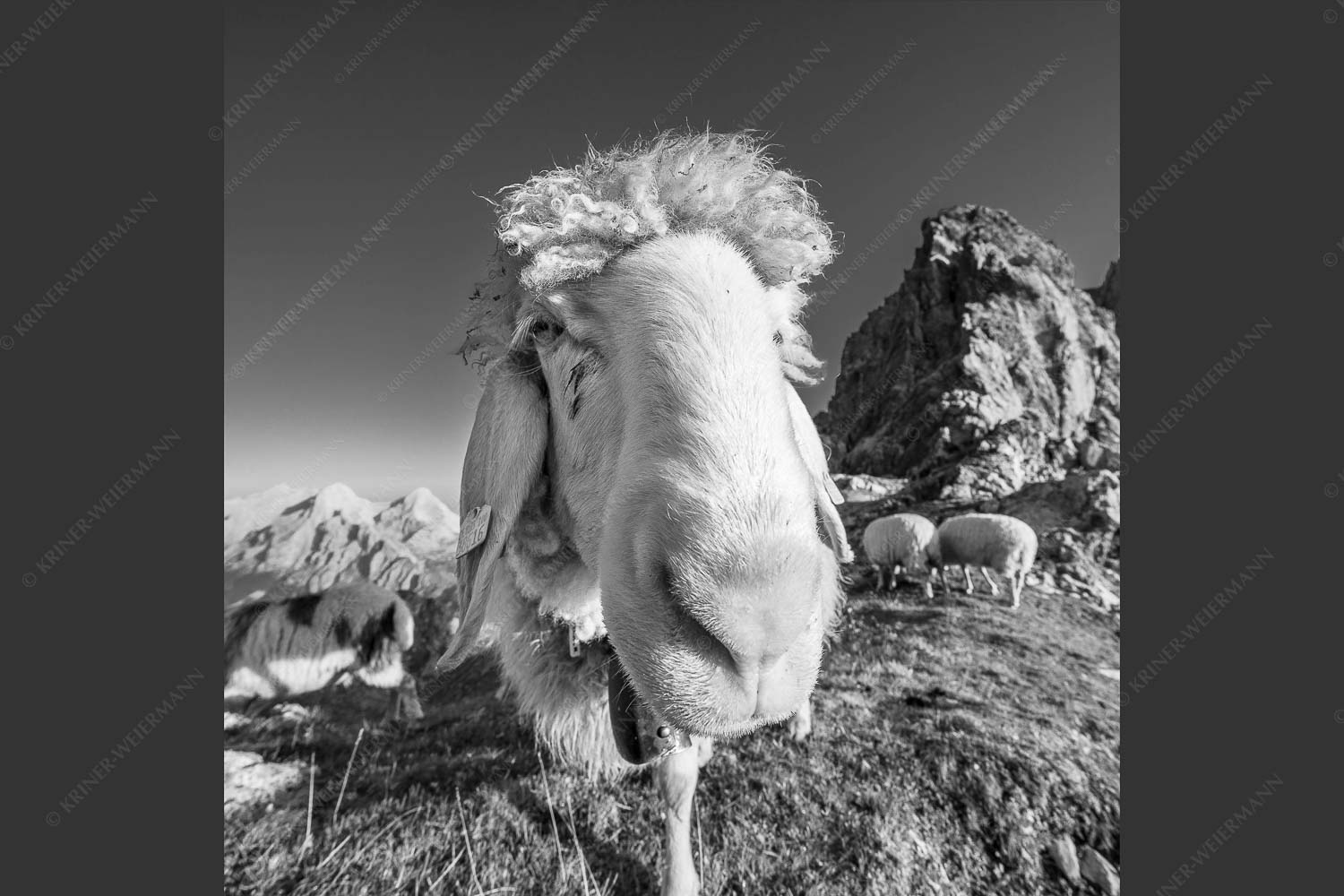 Bergschafe am Schachen - Is wos- 1:1 sw -- Schaf Portrait - mehr Infos bei www.Kriner-Weiermann.de