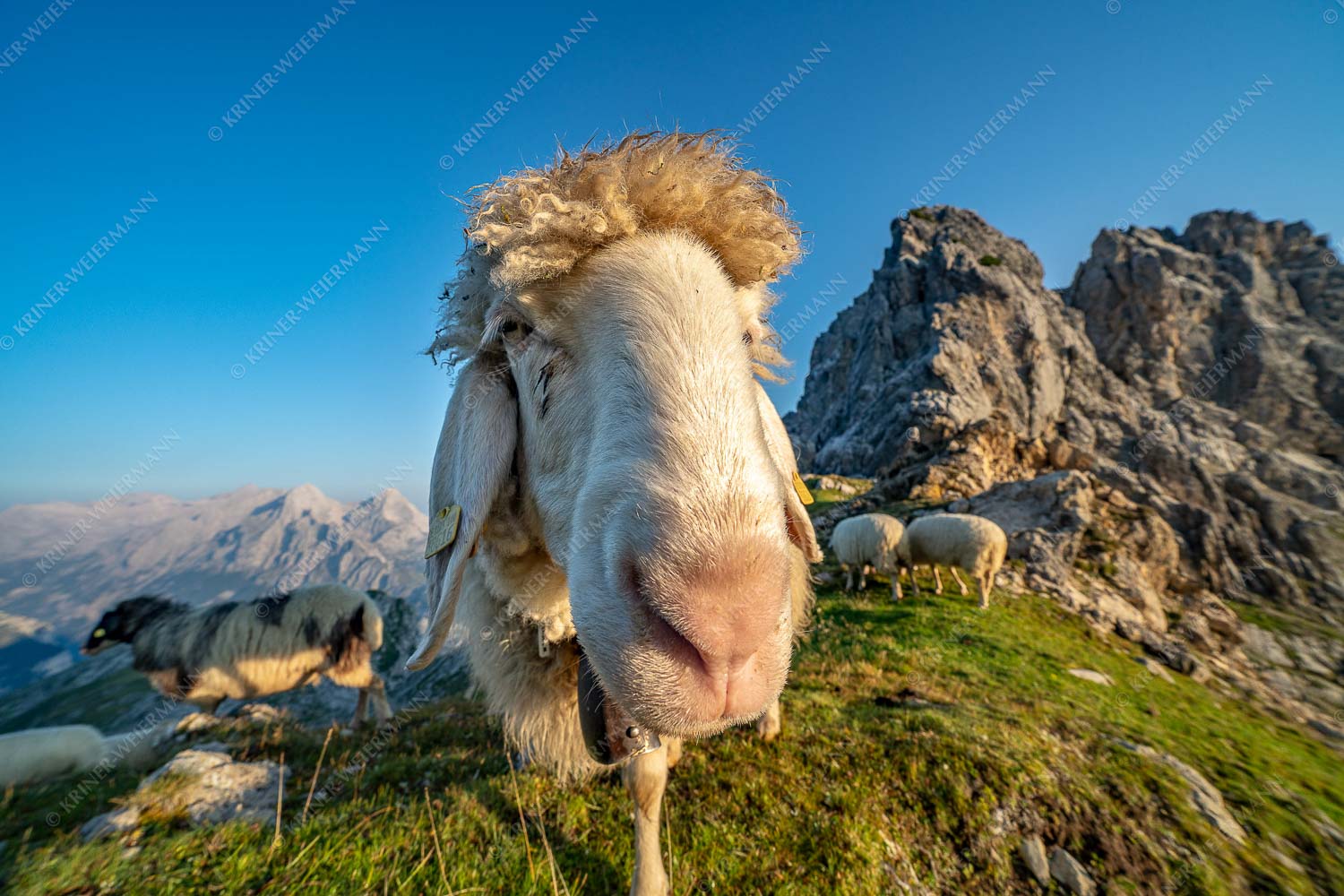 Bergschafe am Schachen - Is wos- 3:2  -- Schaf Portrait - mehr Infos bei www.Kriner-Weiermann.de