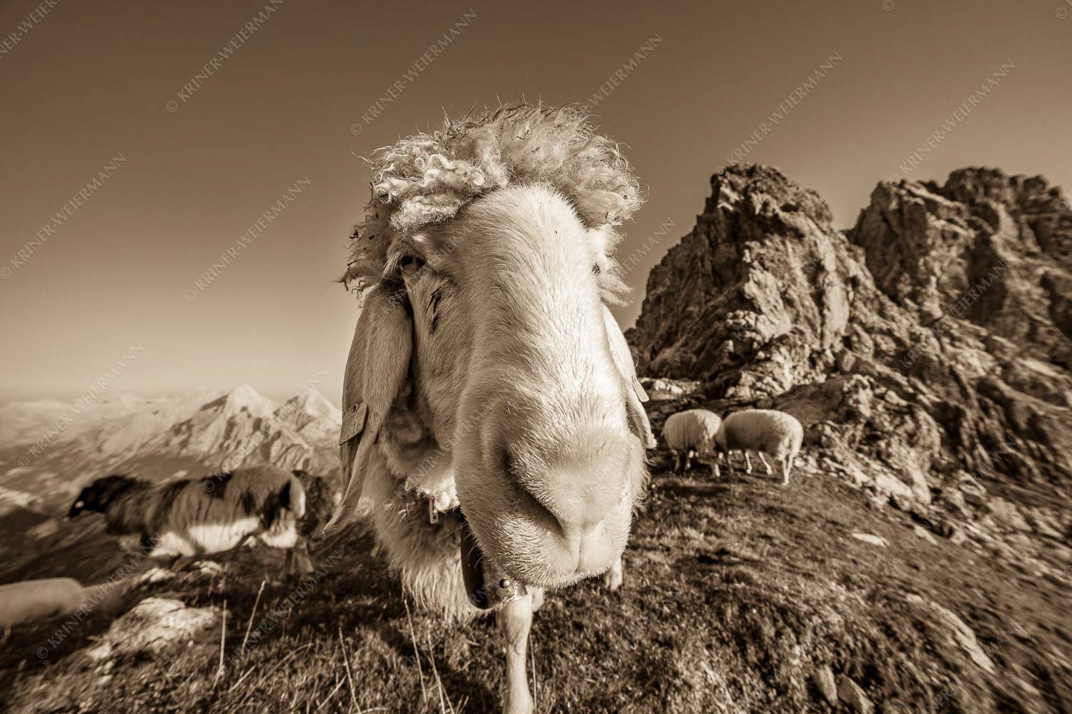 Bergschafe am Schachen - Is wos- 3:2 sepia -- Schaf Portrait - mehr Infos bei www.Kriner-Weiermann.de