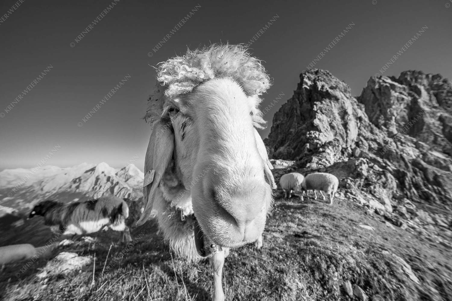 Bergschafe am Schachen - Is wos- 3:2 sw -- Schaf Portrait - mehr Infos bei www.Kriner-Weiermann.de