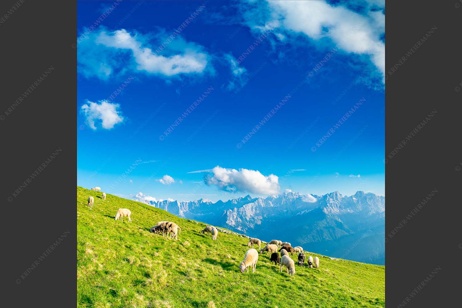 Bergschafe mit Blick zum Karwendelhauptkamm - Karwendelprominenz III 1:1  -- Schafe im Karwendel - mehr Infos bei www.Kriner-Weiermann.de