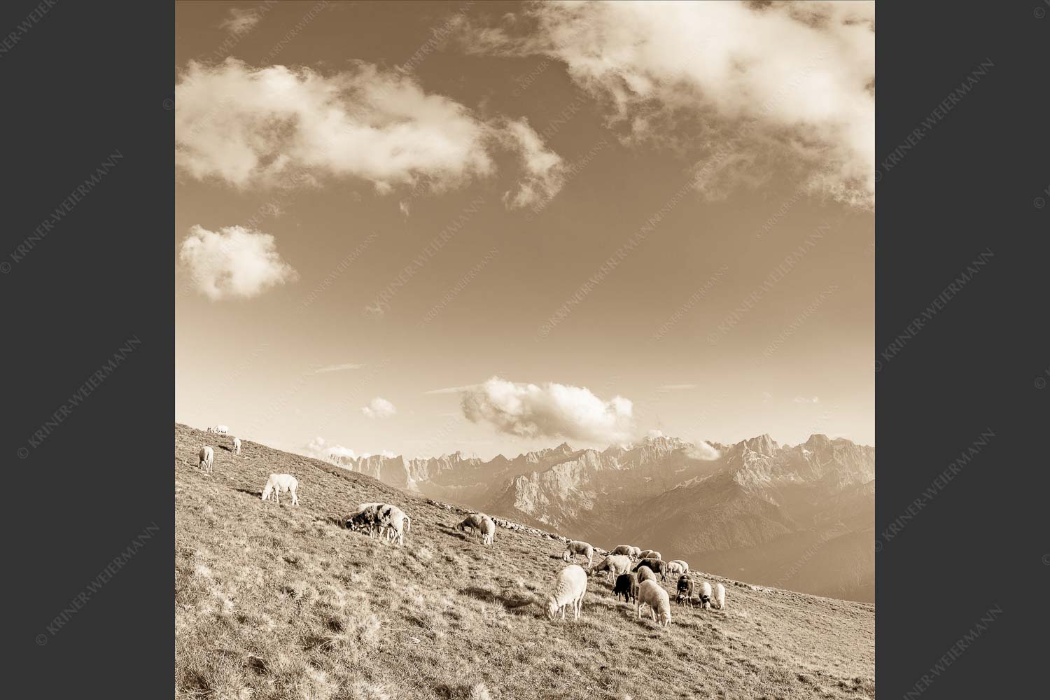 Bergschafe mit Blick zum Karwendelhauptkamm - Karwendelprominenz III 1:1 sepia -- Schafe im Karwendel - mehr Infos bei www.Kriner-Weiermann.de