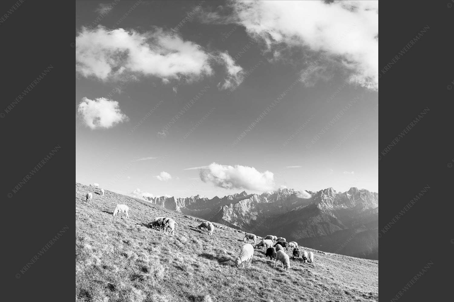 Bergschafe mit Blick zum Karwendelhauptkamm - Karwendelprominenz III 1:1 sw -- Schafe im Karwendel - mehr Infos bei www.Kriner-Weiermann.de
