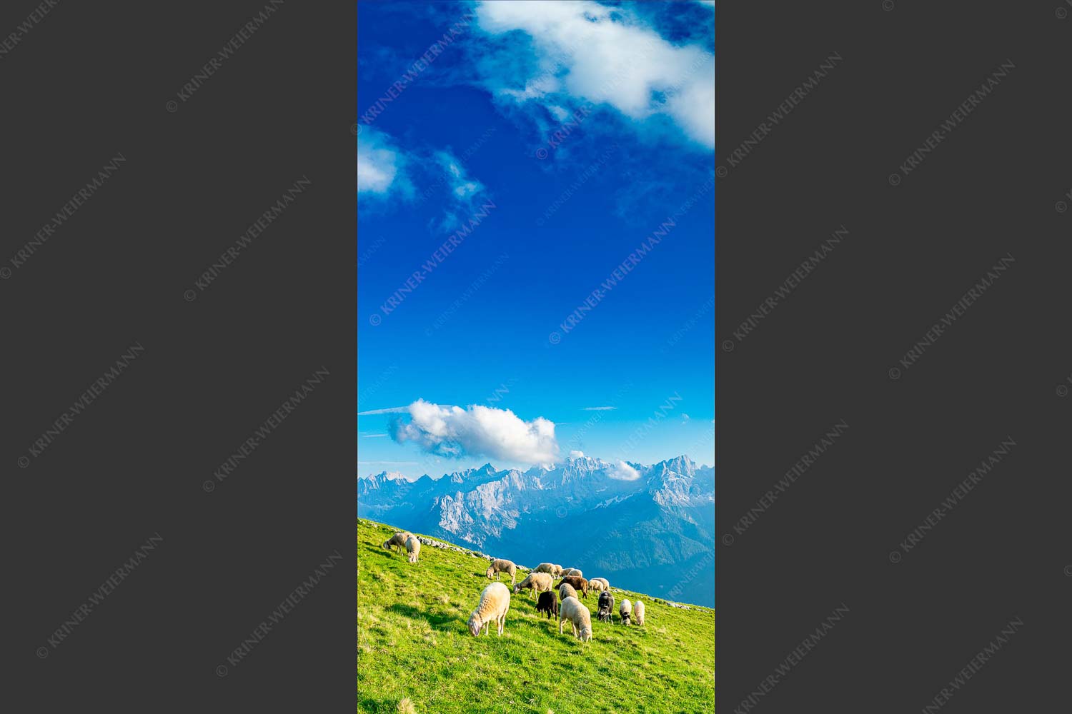 Bergschafe mit Blick zum Karwendelhauptkamm - Karwendelprominenz III 1:2  -- Schafe im Karwendel - mehr Infos bei www.Kriner-Weiermann.de