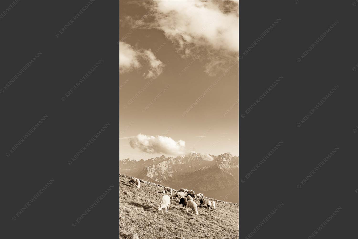 Bergschafe mit Blick zum Karwendelhauptkamm - Karwendelprominenz III 1:2 sepia -- Schafe im Karwendel - mehr Infos bei www.Kriner-Weiermann.de