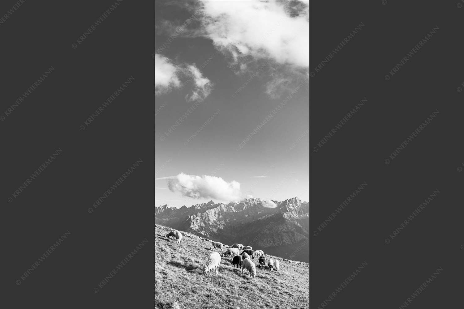 Bergschafe mit Blick zum Karwendelhauptkamm - Karwendelprominenz III 1:2 sw -- Schafe im Karwendel - mehr Infos bei www.Kriner-Weiermann.de