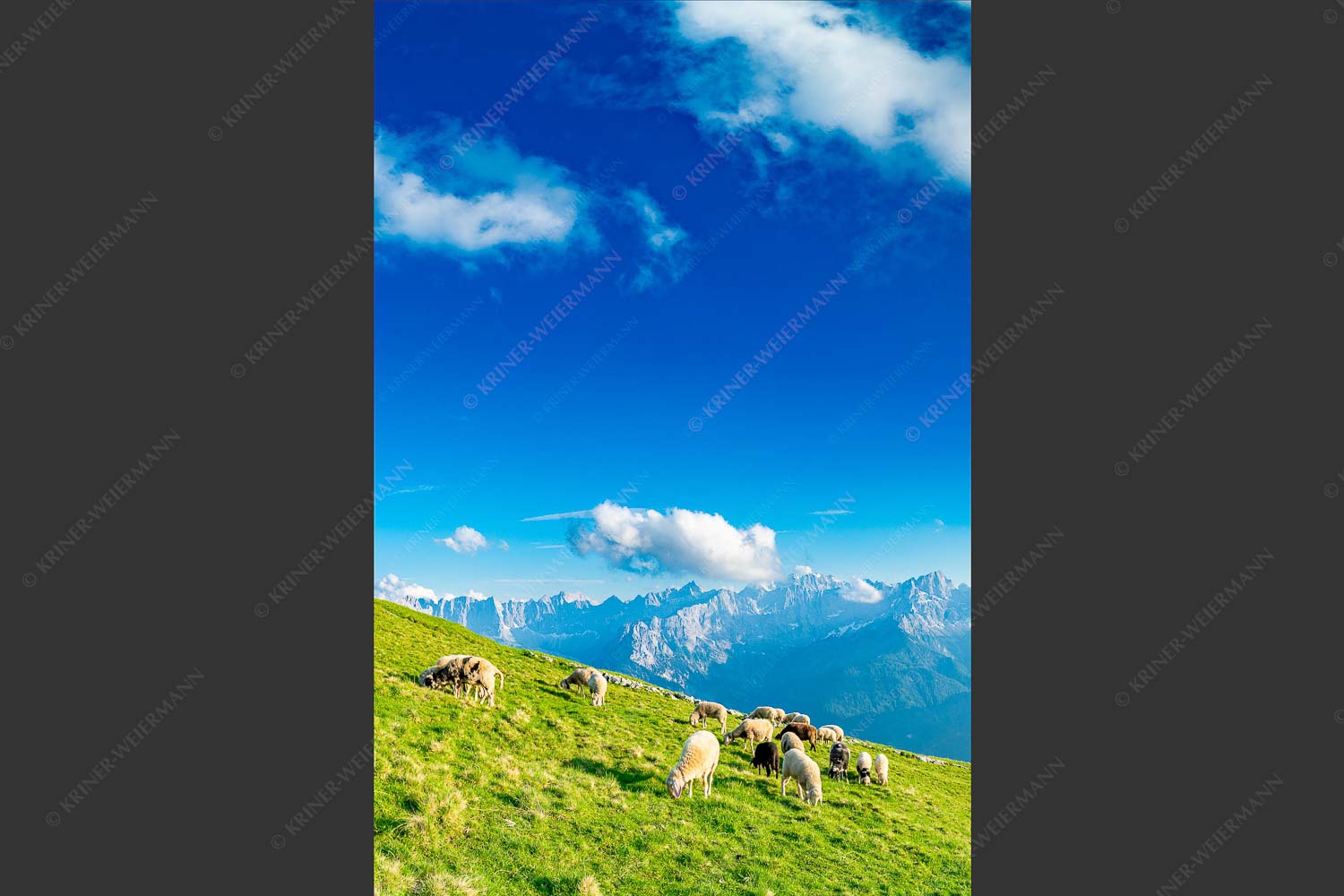 Bergschafe mit Blick zum Karwendelhauptkamm - Karwendelprominenz III 2:3  -- Schafe im Karwendel - mehr Infos bei www.Kriner-Weiermann.de