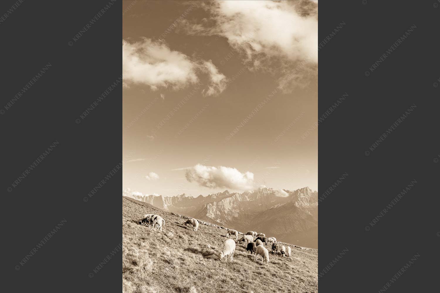 Bergschafe mit Blick zum Karwendelhauptkamm - Karwendelprominenz III 2:3 sepia -- Schafe im Karwendel - mehr Infos bei www.Kriner-Weiermann.de