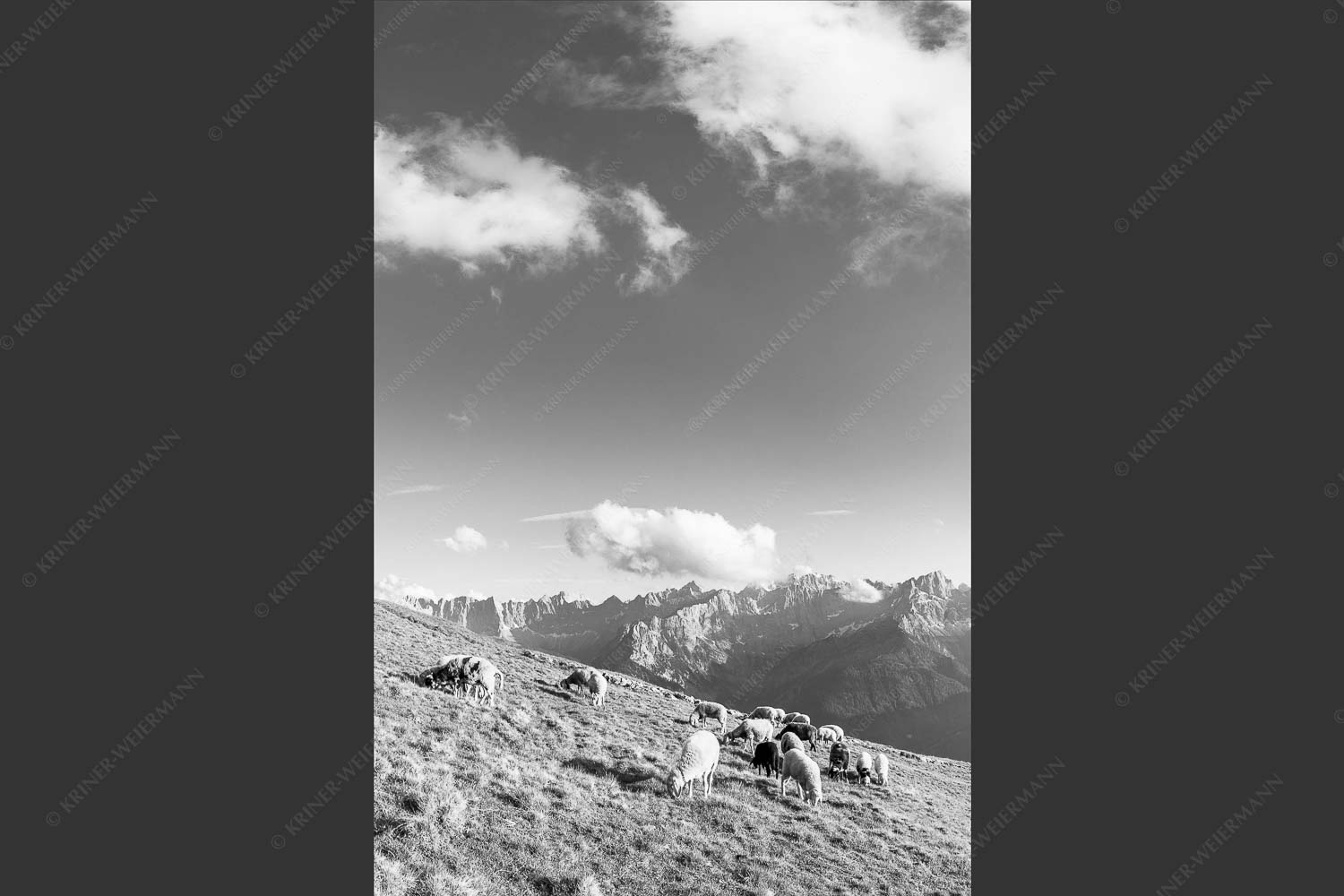 Bergschafe mit Blick zum Karwendelhauptkamm - Karwendelprominenz III 2:3 sw -- Schafe im Karwendel - mehr Infos bei www.Kriner-Weiermann.de