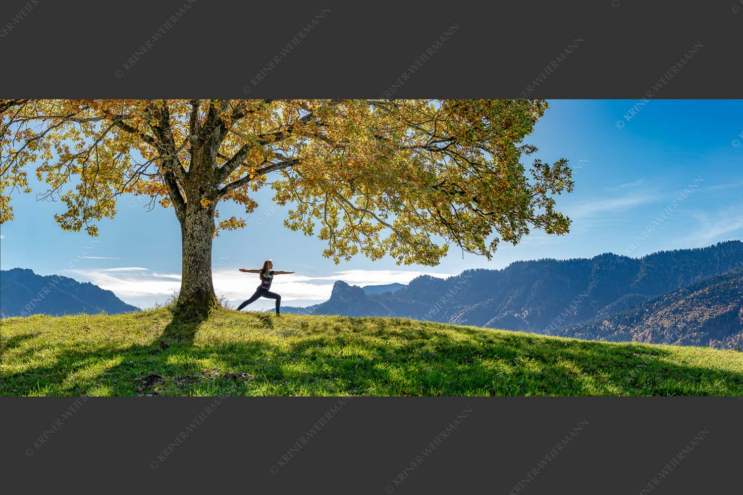 Eiche mit Kofel im Hintergrund - Kofel im Visier 2,5:1  -- Yoga im Ammergau - mehr Infos bei www.Kriner-Weiermann.de