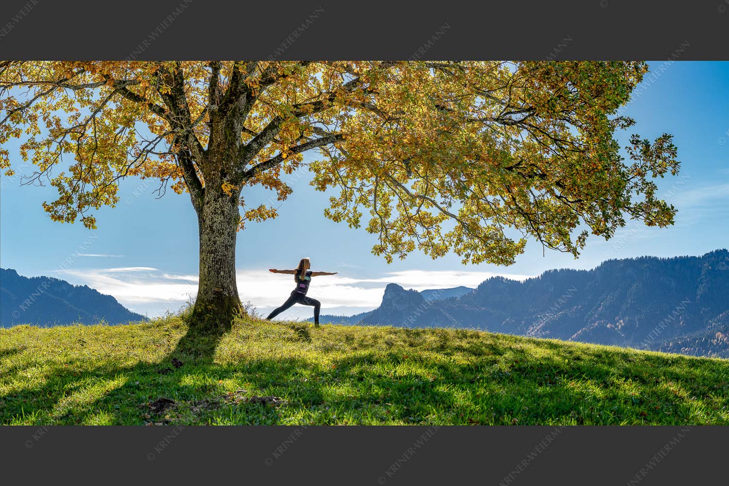 Eiche mit Kofel im Hintergrund - Kofel im Visier 2:1  -- Yoga im Ammergau - mehr Infos bei www.Kriner-Weiermann.de