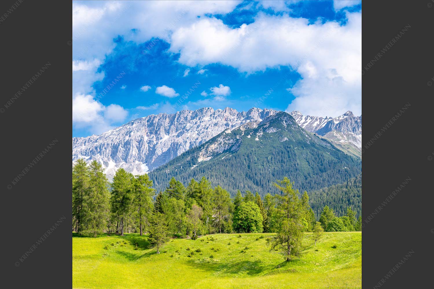Blick über Lärchenwald zur Wettersteinsüdseite - Leutascher Lärchen vor Wetterstein 1:1  -- Leutasch - mehr Infos bei www.Kriner-Weiermann.de