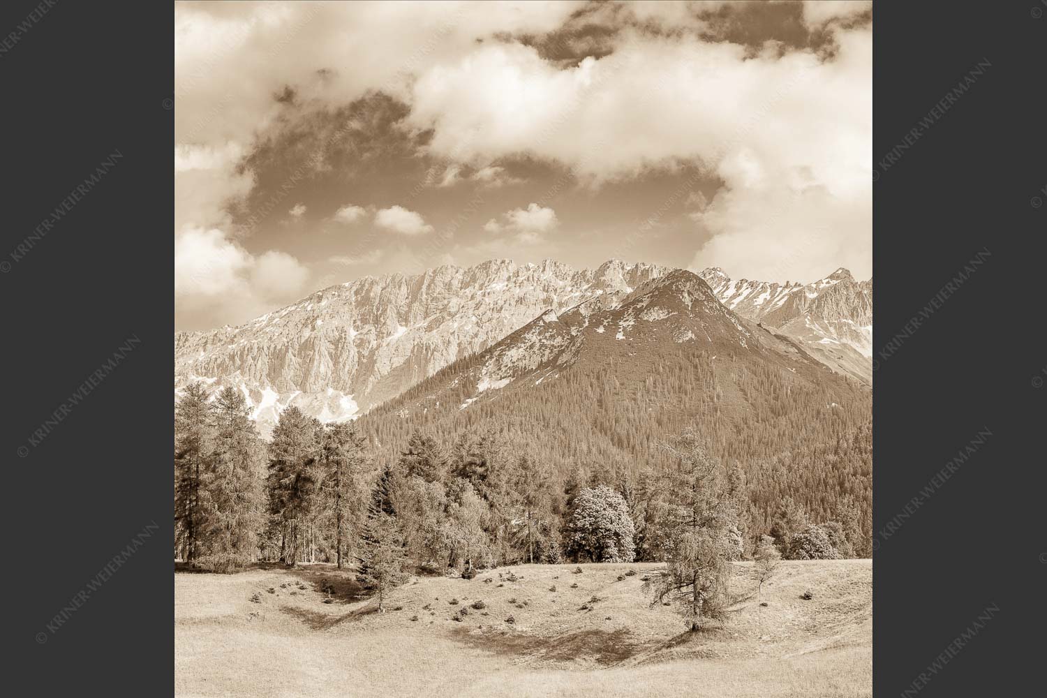 Blick über Lärchenwald zur Wettersteinsüdseite - Leutascher Lärchen vor Wetterstein 1:1 sepia -- Leutasch - mehr Infos bei www.Kriner-Weiermann.de