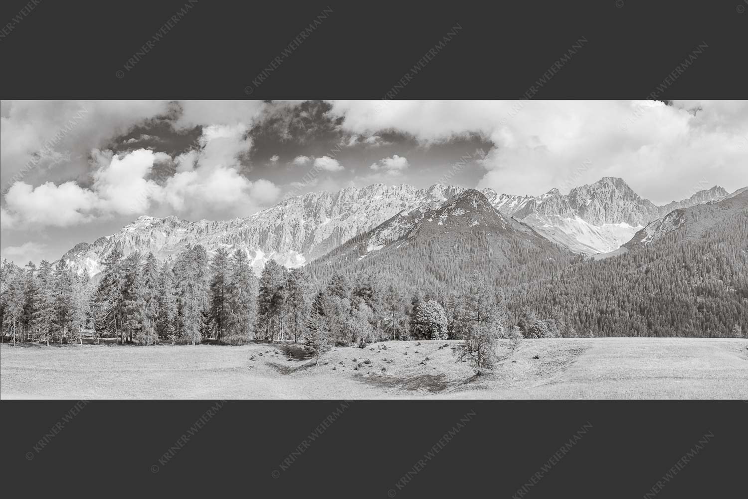 Blick über Lärchenwald zur Wettersteinsüdseite - Leutascher Lärchen vor Wetterstein 2,5:1 sw -- Leutasch - mehr Infos bei www.Kriner-Weiermann.de