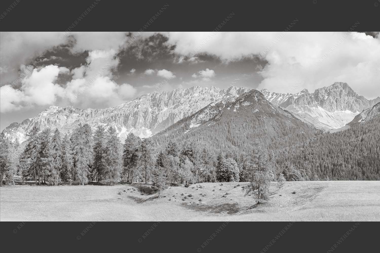 Blick über Lärchenwald zur Wettersteinsüdseite - Leutascher Lärchen vor Wetterstein 2:1 sw -- Leutasch - mehr Infos bei www.Kriner-Weiermann.de