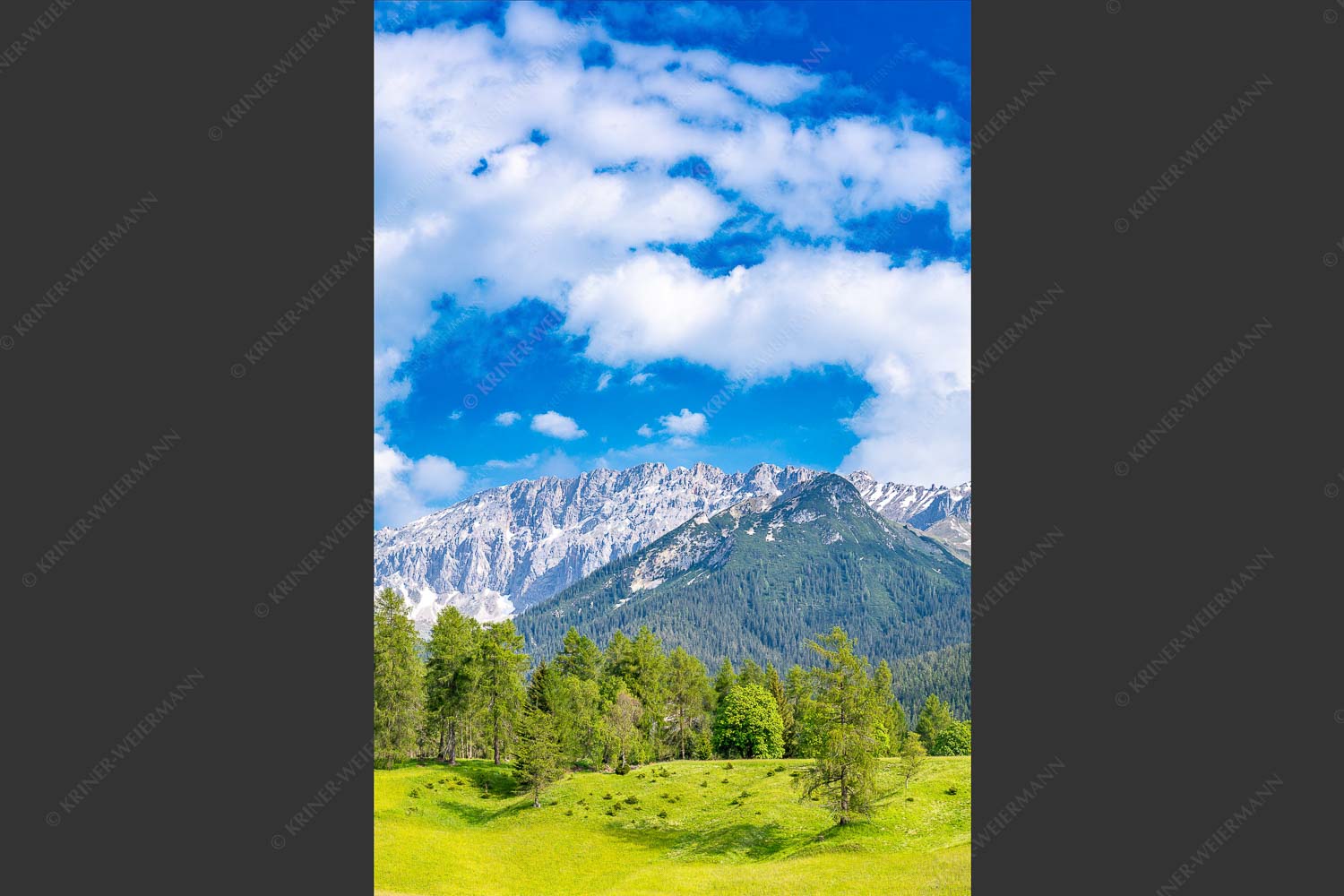 Blick über Lärchenwald zur Wettersteinsüdseite - Leutascher Lärchen vor Wetterstein 2:3  -- Leutasch - mehr Infos bei www.Kriner-Weiermann.de