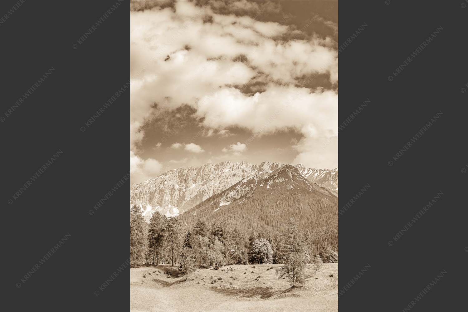 Blick über Lärchenwald zur Wettersteinsüdseite - Leutascher Lärchen vor Wetterstein 2:3 sepia -- Leutasch - mehr Infos bei www.Kriner-Weiermann.de