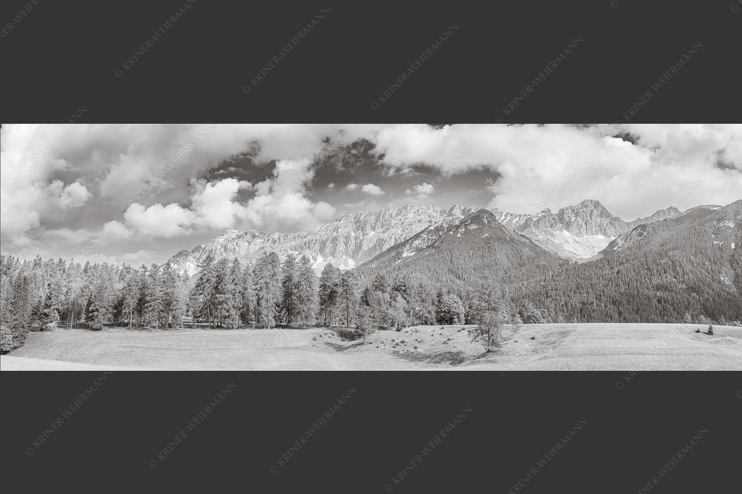 Blick über Lärchenwald zur Wettersteinsüdseite - Leutascher Lärchen vor Wetterstein 3:1 sw -- Leutasch - mehr Infos bei www.Kriner-Weiermann.de