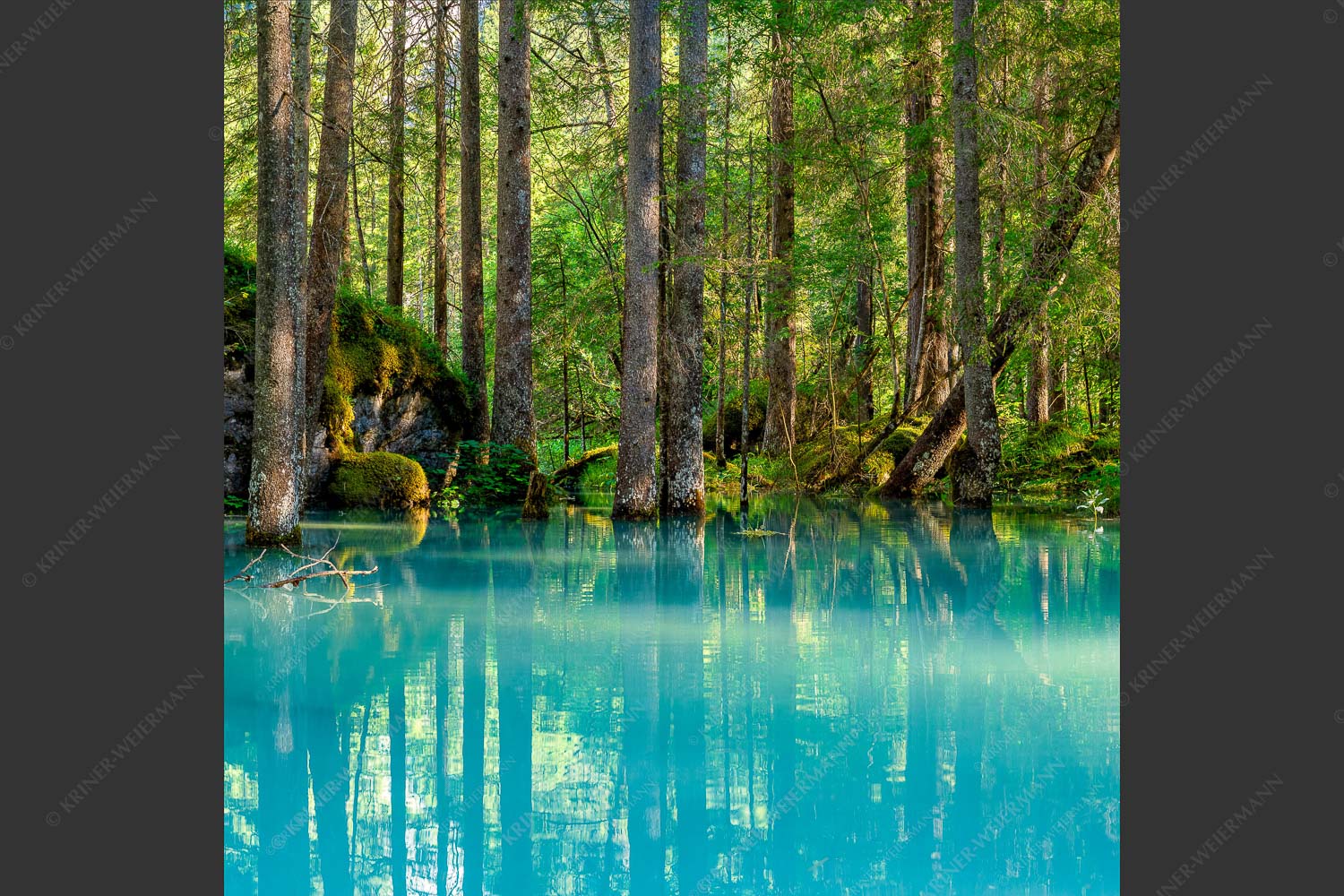 Überschwemmte Waldflächen an der Partnach - Partnachmangroven II 1:1  -- Wasser im Wald - mehr Infos bei www.Kriner-Weiermann.de