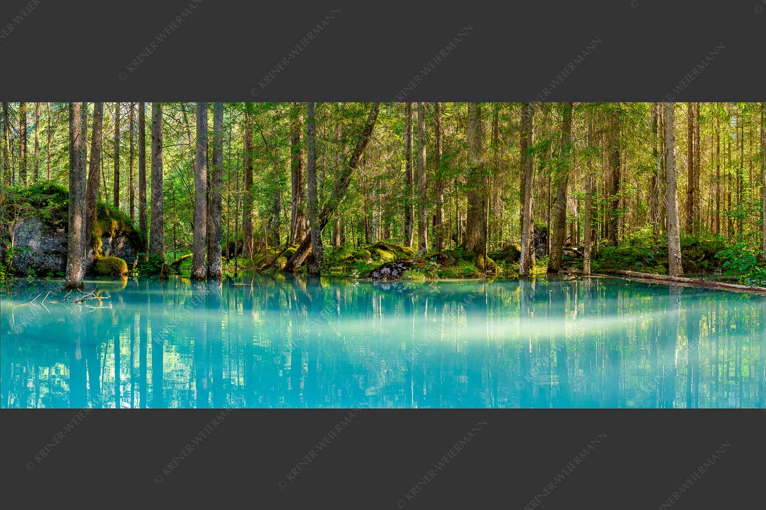 Überschwemmte Waldflächen an der Partnach - Partnachmangroven II 2,5:1  -- Wasser im Wald - mehr Infos bei www.Kriner-Weiermann.de