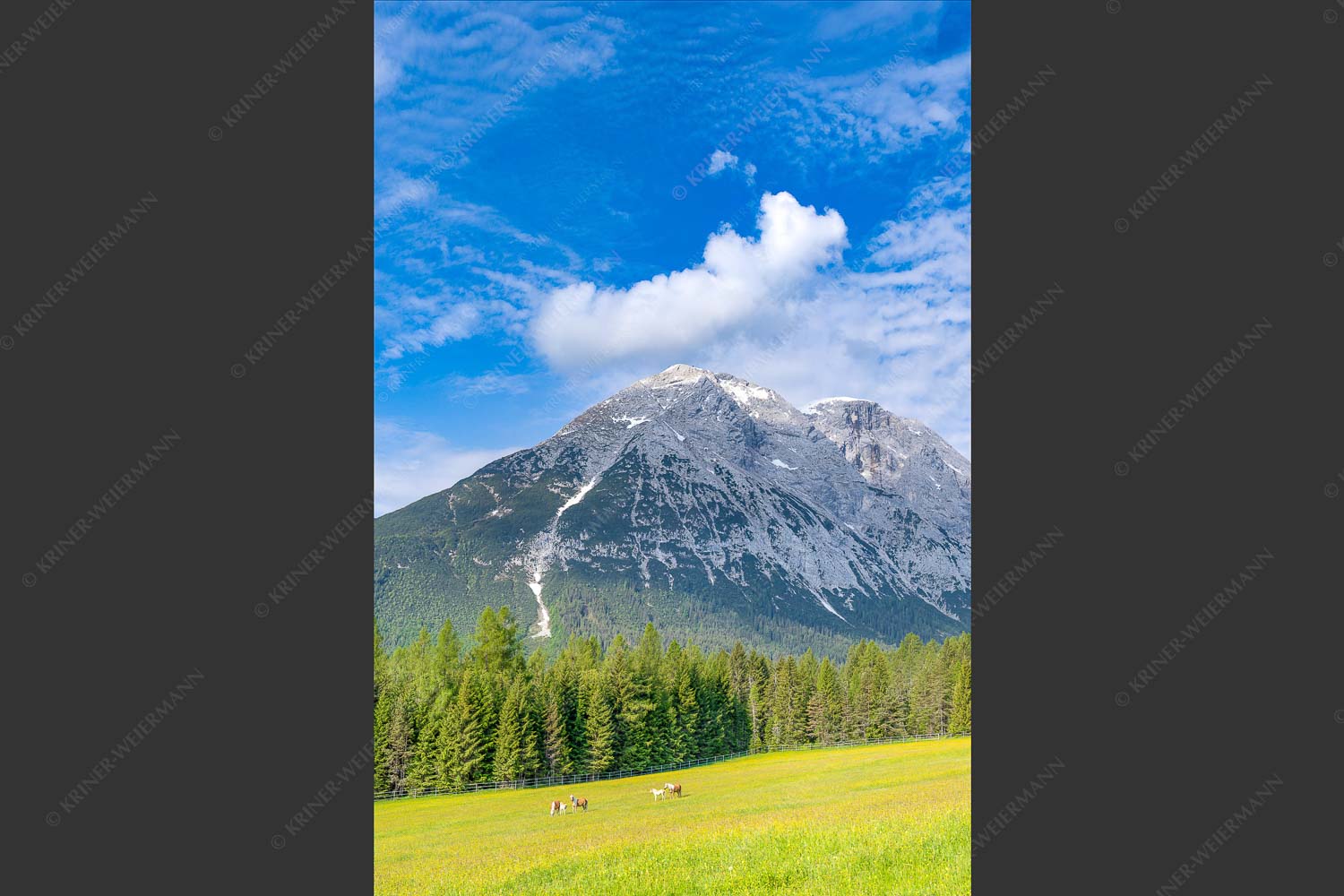 Haflinger Pferde vor Hoher Munde - Pferde vor der Munde 2:3  -- Leutasch Hoher Munde - mehr Infos bei www.Kriner-Weiermann.de