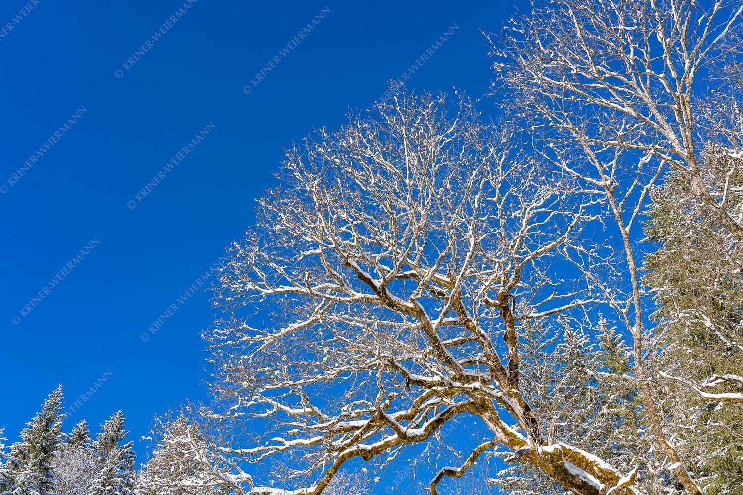 Neuschnee auf den Bäumen gegen blauen Himmel - Schnee am Baum 3:2  -- Himmel - mehr Infos bei www.Kriner-Weiermann.de