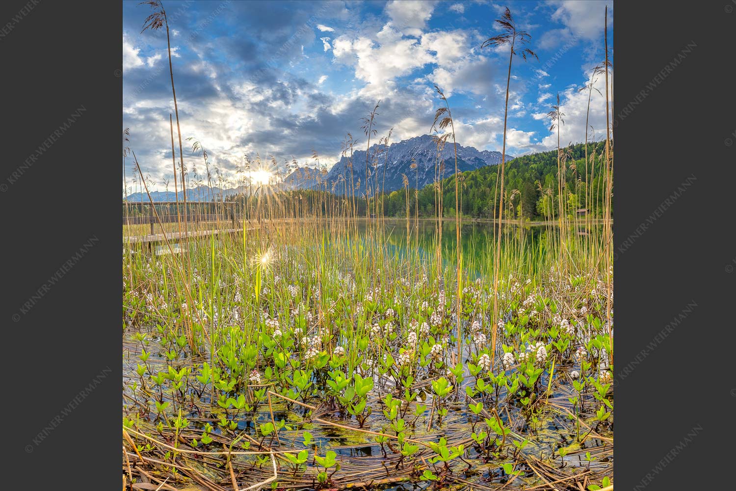 Die zarten Blüten des Fieberklees sind mit die ersten Booten im Frühling - Zartes Wesen 1:1  -- Lautersee mit Karwendel - mehr Infos bei www.Kriner-Weiermann.de
