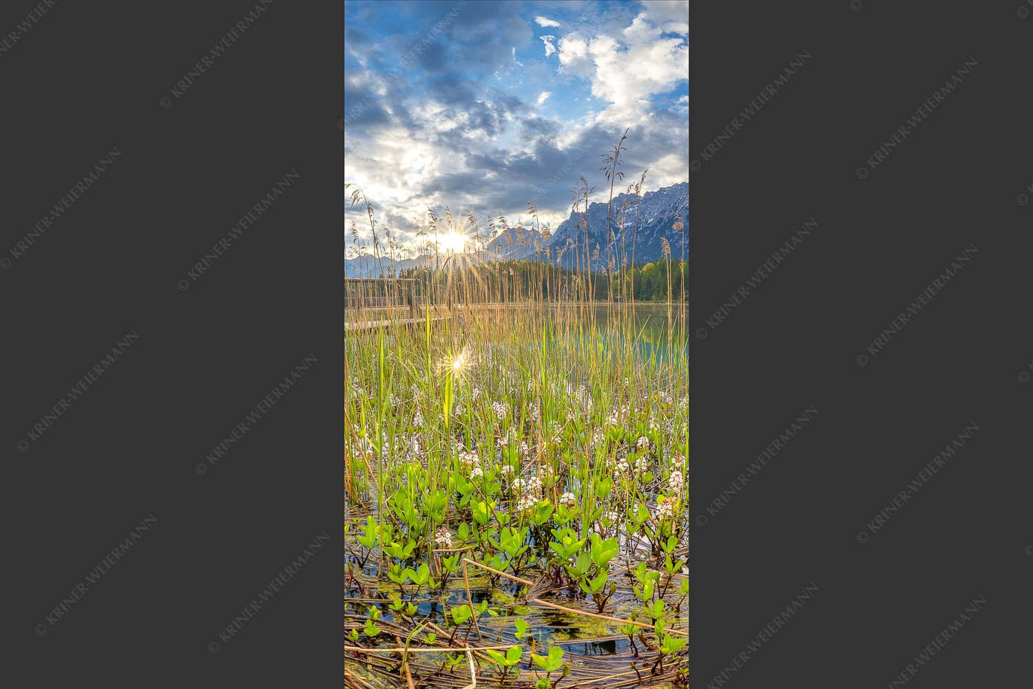 Die zarten Blüten des Fieberklees sind mit die ersten Booten im Frühling - Zartes Wesen 1:2  -- Lautersee mit Karwendel - mehr Infos bei www.Kriner-Weiermann.de