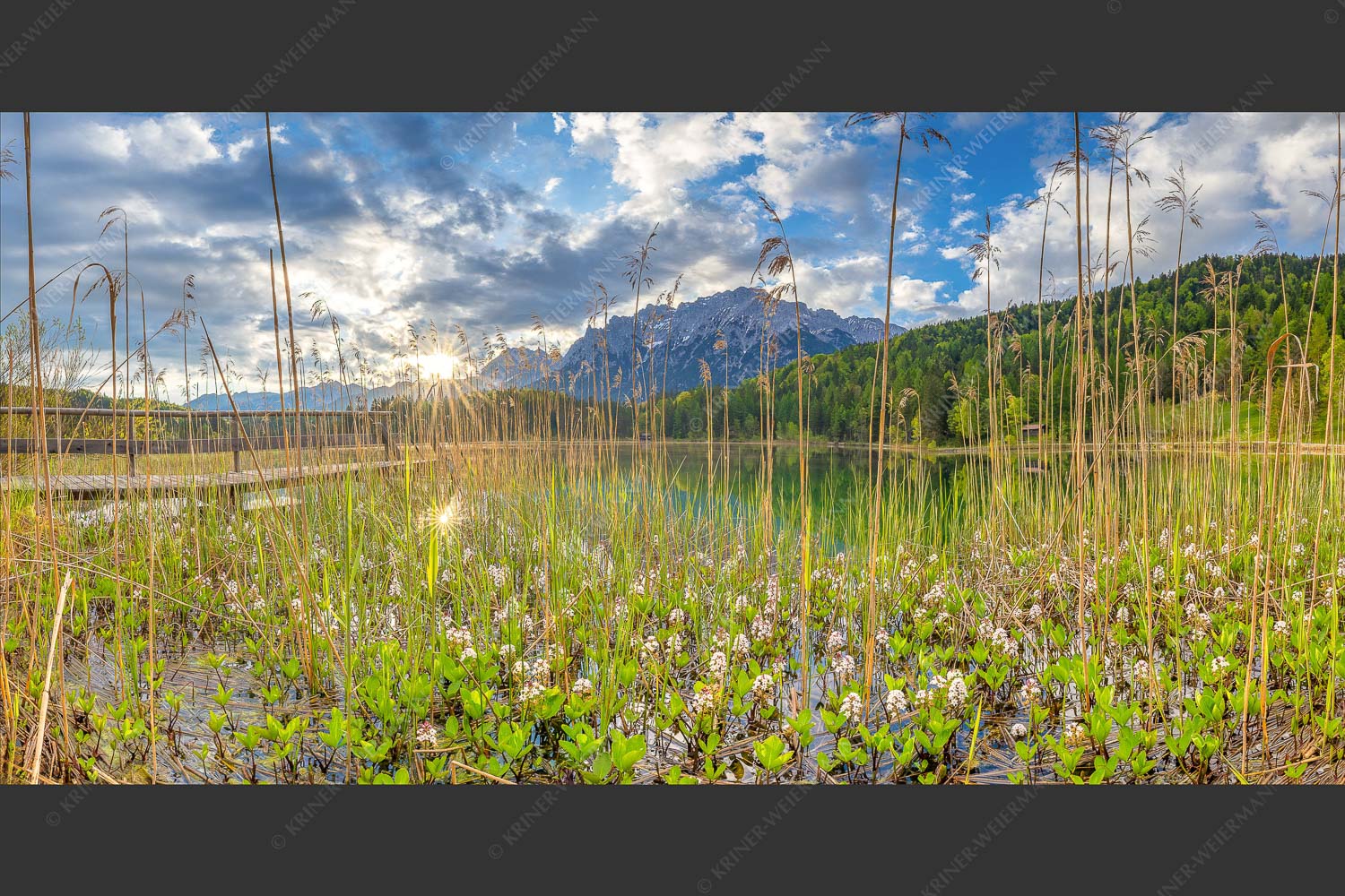 Die zarten Blüten des Fieberklees sind mit die ersten Booten im Frühling - Zartes Wesen 2:1  -- Lautersee mit Karwendel - mehr Infos bei www.Kriner-Weiermann.de
