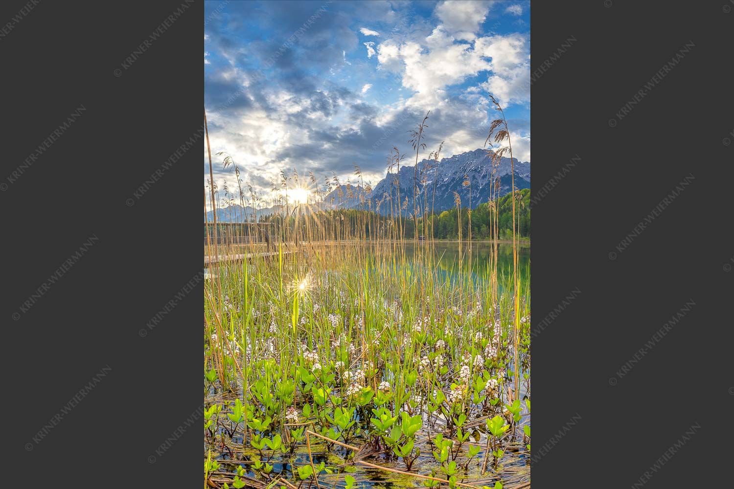 Die zarten Blüten des Fieberklees sind mit die ersten Booten im Frühling - Zartes Wesen 2:3  -- Lautersee mit Karwendel - mehr Infos bei www.Kriner-Weiermann.de