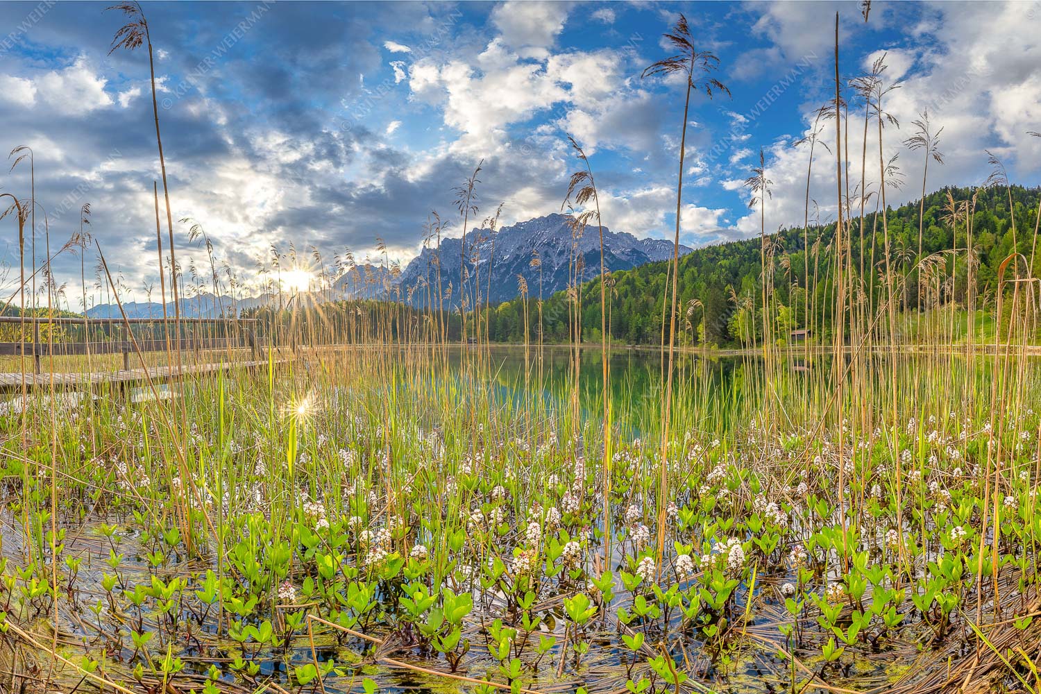 Die zarten Blüten des Fieberklees sind mit die ersten Booten im Frühling - Zartes Wesen 3:2  -- Lautersee mit Karwendel - mehr Infos bei www.Kriner-Weiermann.de