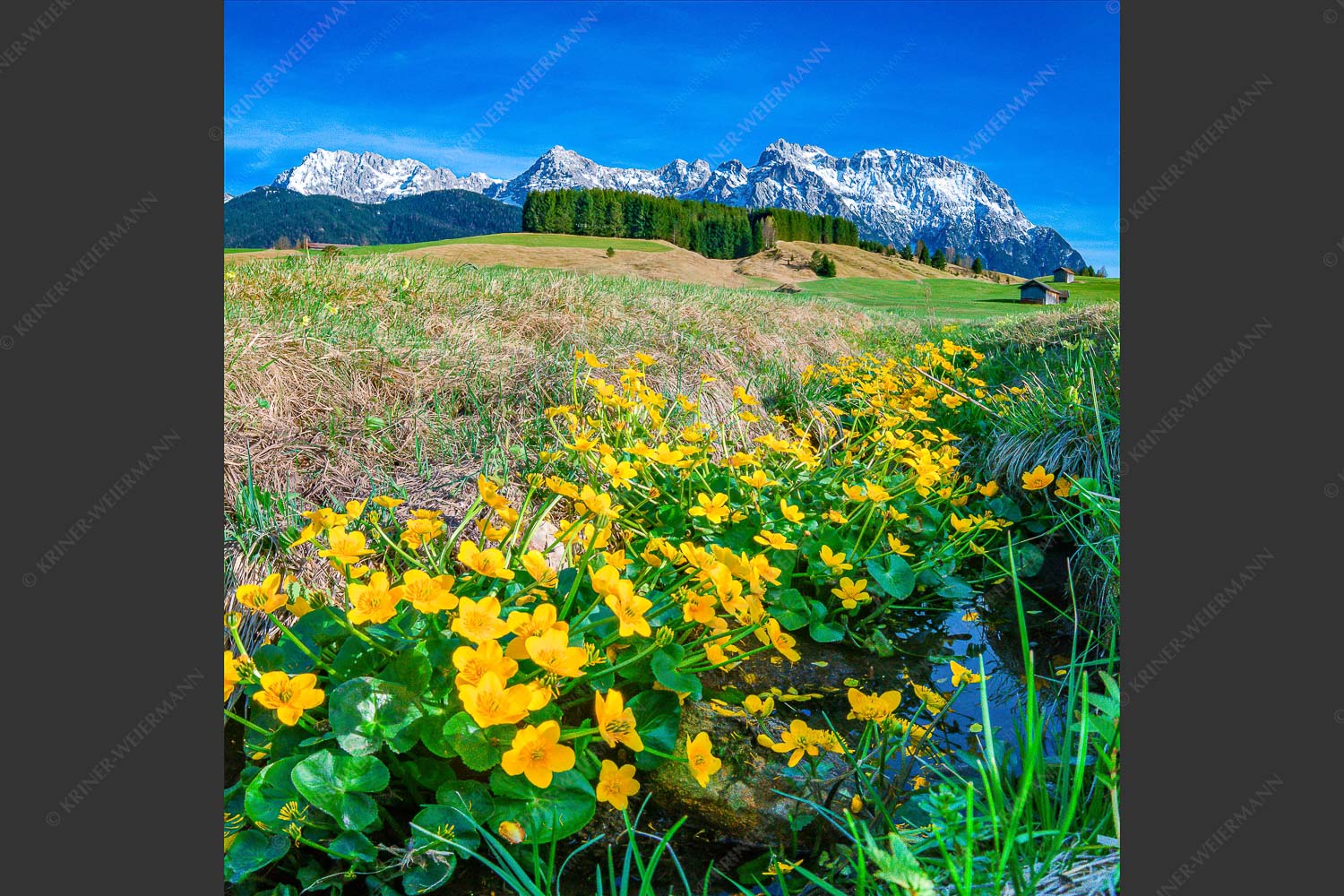 Supfdotterblumen mit Karwendel - Sumpfdotter 1:1  -- Blumen mit Karwendel - mehr Infos bei www.Kriner-Weiermann.de