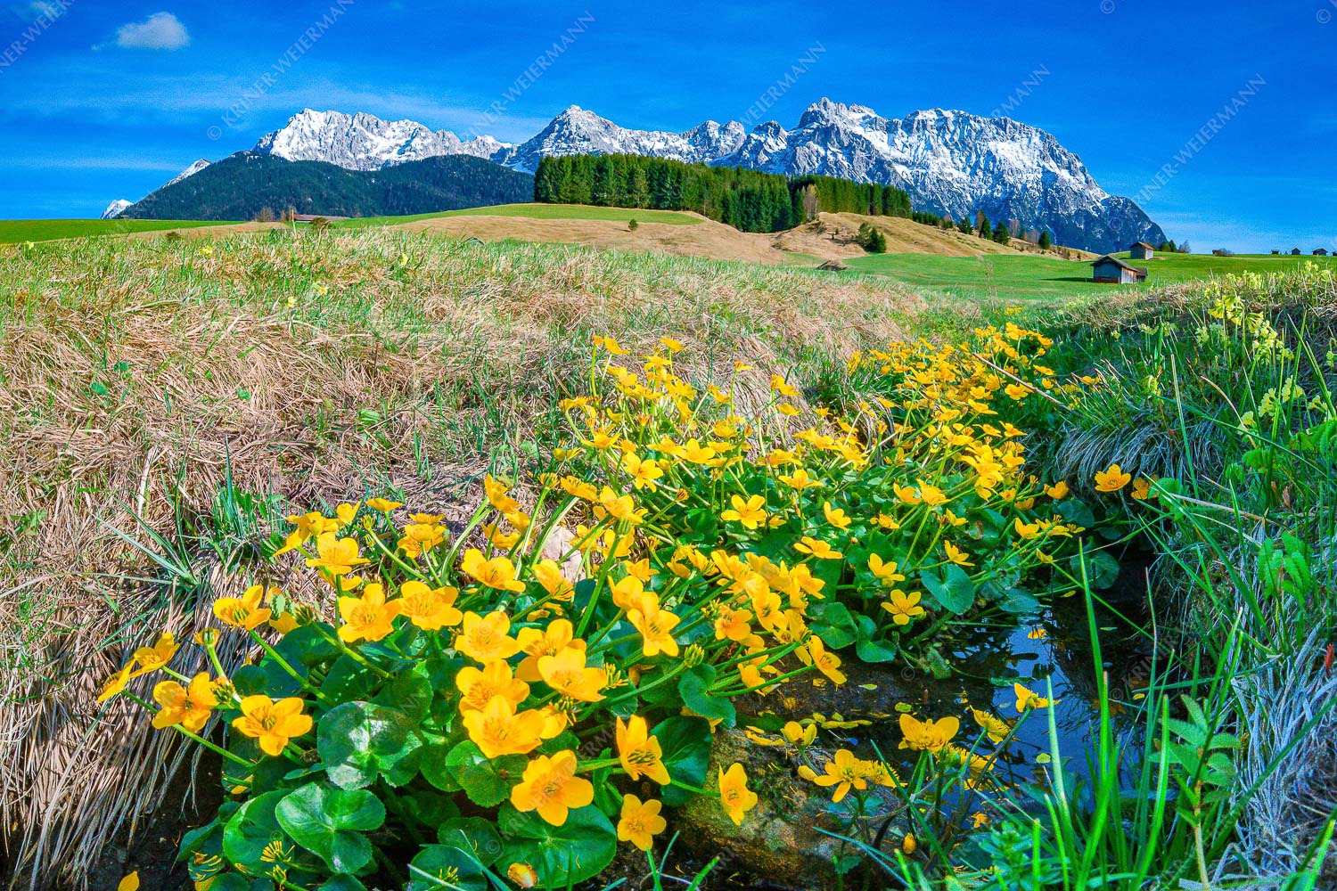 Supfdotterblumen mit Karwendel - Sumpfdotter 3:2  -- Blumen mit Karwendel - mehr Infos bei www.Kriner-Weiermann.de