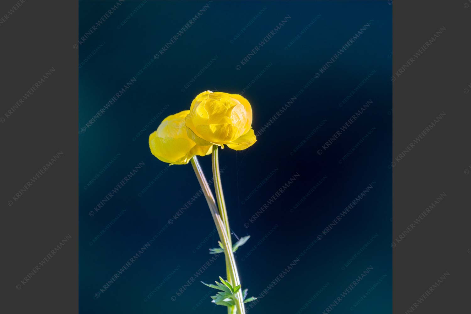 Trollblume am Barmsee - Trollblume I 1:1  -- Trollius europaeus - mehr Infos bei www.Kriner-Weiermann.de