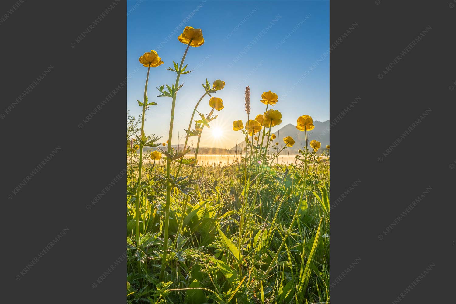 Trollblumen am Barmsee bei Sonnenaufgang - Trollblumen am Barmsee 2:3  -- Trollius europaeus - mehr Infos bei www.Kriner-Weiermann.de