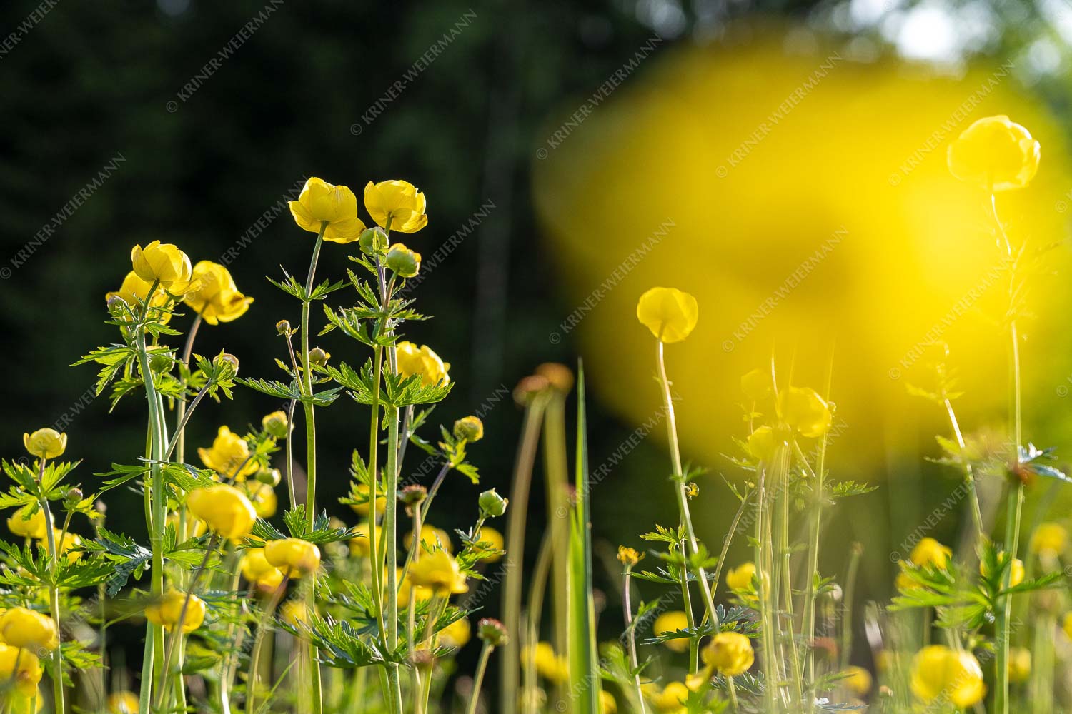Trollblumen am Barmsee - Trollblumen 3:2  -- Trollius europaeus - mehr Infos bei www.Kriner-Weiermann.de