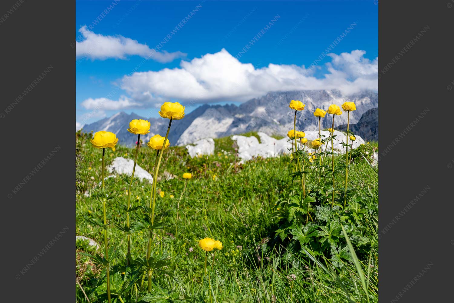 Trollblumen am Osterfelderkopf im Wettersteingebirge - Trolle im Wetterstein 1:1  -- Trollblumen - mehr Infos bei www.Kriner-Weiermann.de