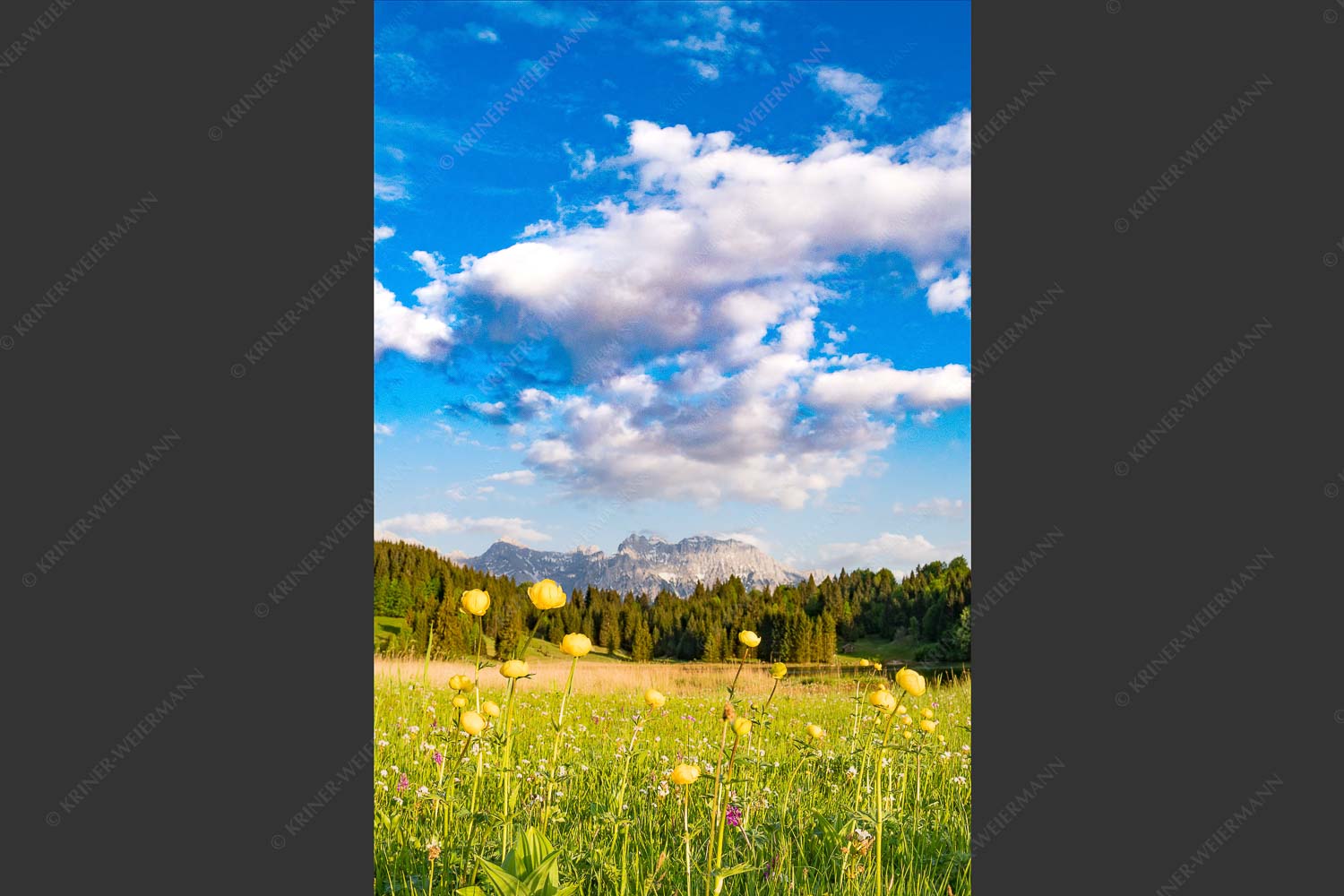 Blumenwiese am Geroldsee mit Blick zum Karwendel - Trollwiesen 2:3  -- Trollblumen Geroldsee - mehr Infos bei www.Kriner-Weiermann.de