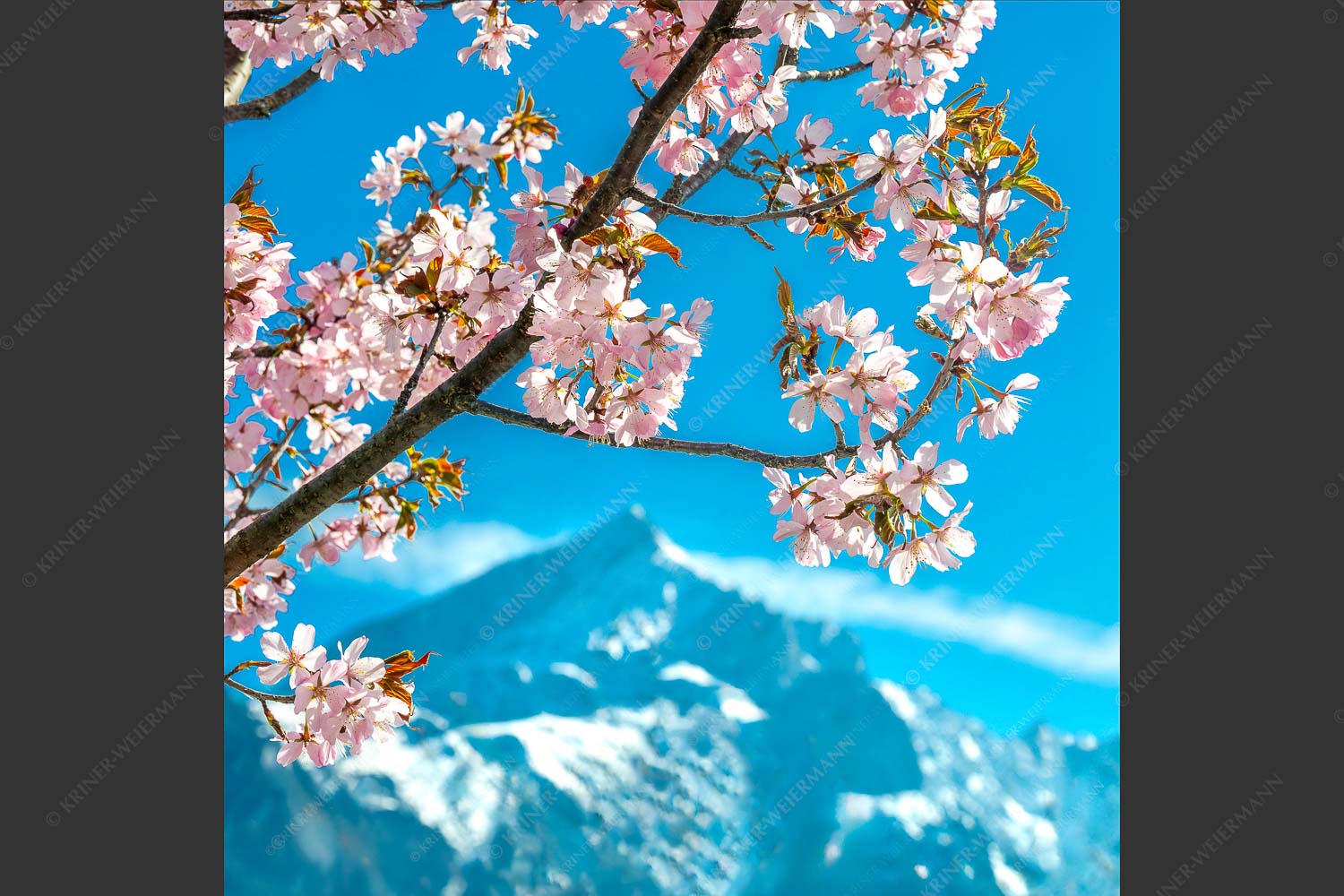 Frühlingsblüte vor Alpspitze - Übern Kopf gewachsen 1:1  -- Kirschblüten Alpspitze Garmisch - mehr Infos bei www.Kriner-Weiermann.de