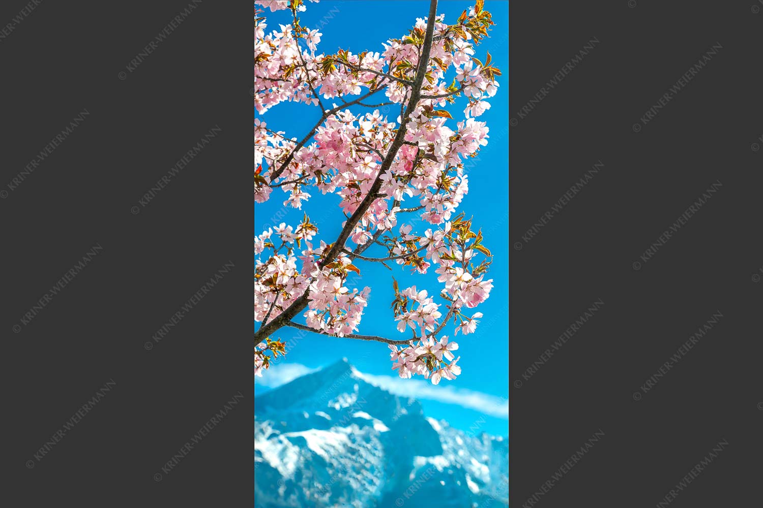 Frühlingsblüte vor Alpspitze - Übern Kopf gewachsen 1:2  -- Kirschblüten Alpspitze Garmisch - mehr Infos bei www.Kriner-Weiermann.de